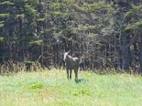 D720237 : nfld 2018, moose