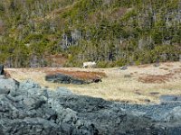 D720289 : nfld 2018, Caribou and calf