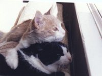 cats-140316-0001