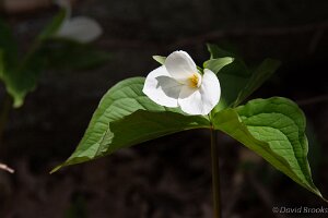 _D724800